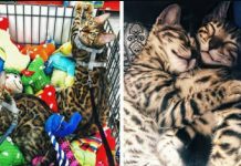 Gorgeous Bengal Siblings Take Instagram By Storm