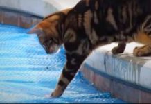 Watch This Smart Bengal Cat Test The Physics of Water—WOW!