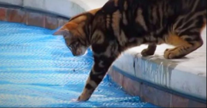 bengal-tests-water
