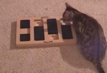 Bengal Cat Proves He’s More Intelligent Than The Rest!