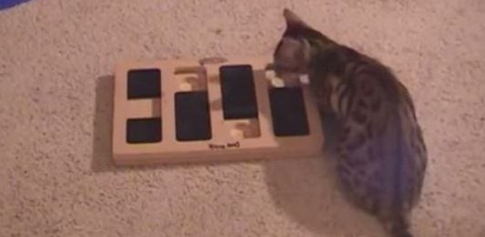 Bengal Cat Proves He’s More Intelligent Than The Rest!
