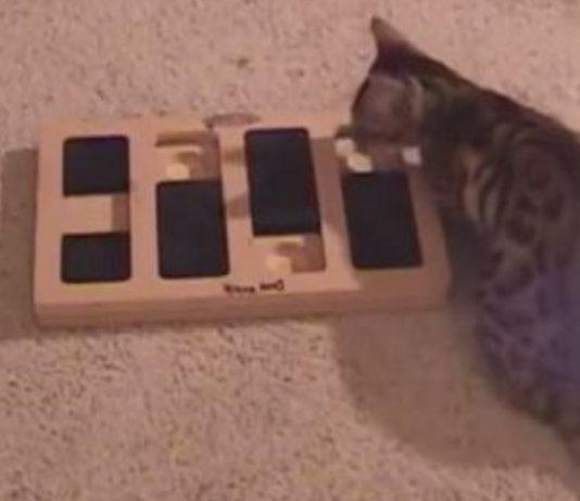 Bengal Cat Proves He’s More Intelligent Than The Rest!