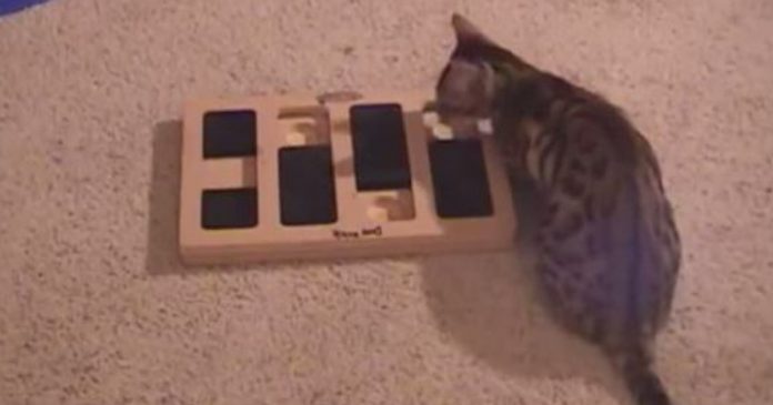 smart-bengal-cat (1)