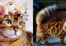 21 Beyond Beautiful Bengals