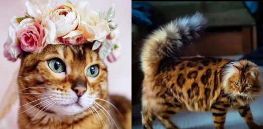 21 Beyond Beautiful Bengals