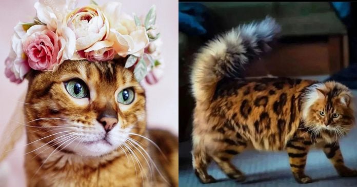 bengal-cat-beauties