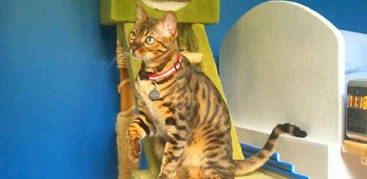 This Bengal Cat Has Learned Several Tricks That Will Leave You Speechless