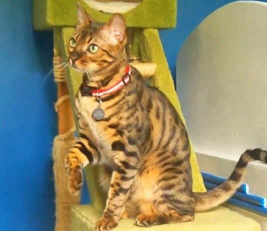 This Bengal Cat Has Learned Several Tricks That Will Leave You Speechless