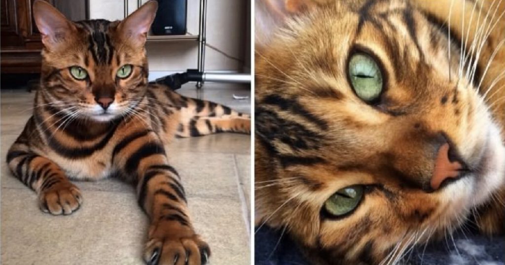 Meet Thor: The Bengal With God-Like Good Looks | Bengalcats.co