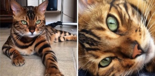 Meet Thor: The Bengal With God-Like Good Looks