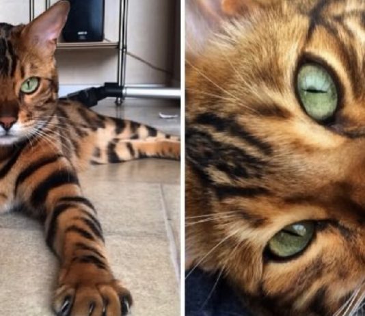 Meet Thor: The Bengal With God-Like Good Looks