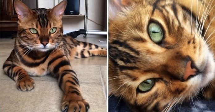 thor-bengal-cat