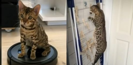 A Day In The Life Of A Bengal Cat