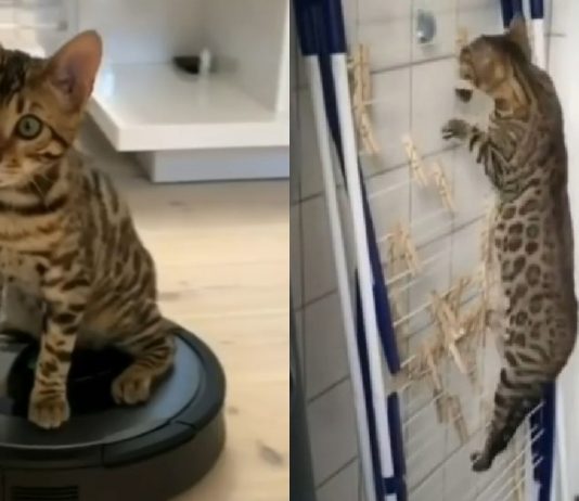 A Day In The Life Of A Bengal Cat