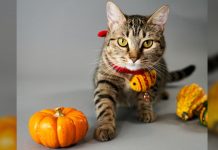 Carve A Kitty Jack-O-Lantern With One Of These Cat Pumpkin Carving Patterns