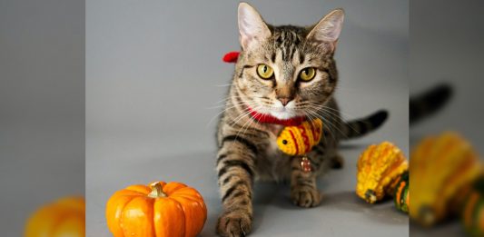 Carve A Kitty Jack-O-Lantern With One Of These Cat Pumpkin Carving Patterns