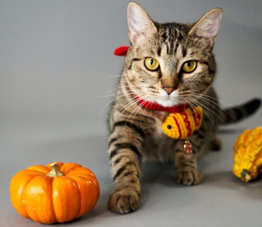 Carve A Kitty Jack-O-Lantern With One Of These Cat Pumpkin Carving Patterns