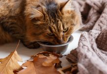 9 Fall-Inspired Homemade Cat Treats Your Feline Will Love To Eat