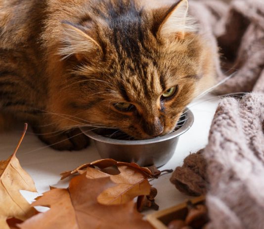 9 Fall-Inspired Homemade Cat Treats Your Feline Will Love To Eat