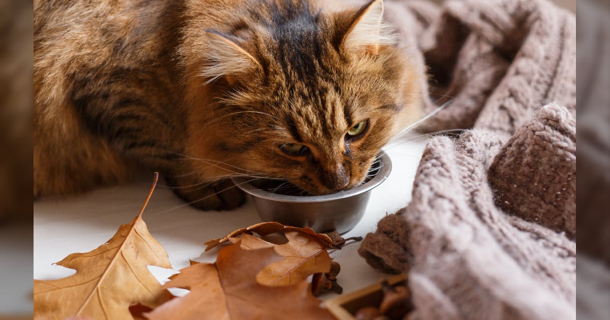 9 Fall Inspired Homemade Cat Treats Your Feline Will Love To Eat