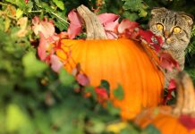 CattyCorner: Halloween Safety Tips For Cats