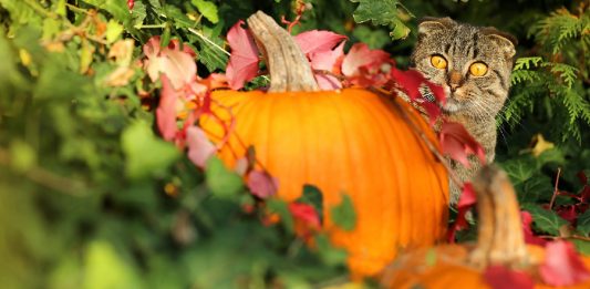 CattyCorner: Halloween Safety Tips For Cats