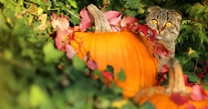 halloween-safety-tips-cats