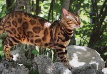 Teach Your Bengal Cat To Walk On A Harness & Unleash Their Wild Side