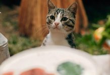 15 Thanksgiving Foods That Are Toxic To Cats