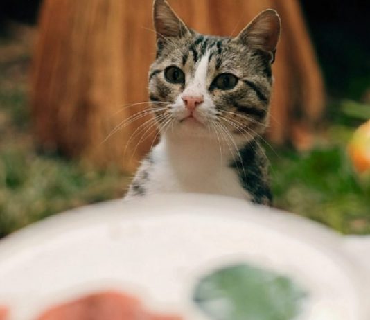 15 Thanksgiving Foods That Are Toxic To Cats