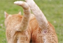 CattyCorner: Feel Honored When Your Cat Sticks Their Butt In Your Face