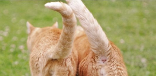 CattyCorner: Feel Honored When Your Cat Sticks Their Butt In Your Face