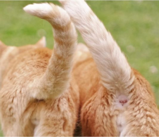 CattyCorner: Feel Honored When Your Cat Sticks Their Butt In Your Face