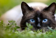 31 Of The Most Popular Cat Breeds, Plus 5 Rare Felines