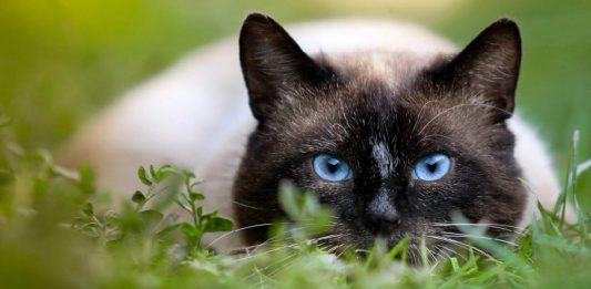31 Of The Most Popular Cat Breeds, Plus 5 Rare Felines