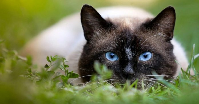 Illustreren Speel biologie 31 Of The Most Popular Cat Breeds, Plus 5 Rare Felines | Bengalcats.co