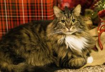 The Ultimate iHeartCats Holiday Gift Guide For Cat Lovers 2024