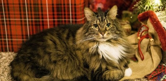 The Ultimate iHeartCats Holiday Gift Guide For Cat Lovers 2024