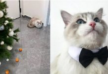 Tangerine-Terrified Cat Thwarted From Destroying Christmas Tree