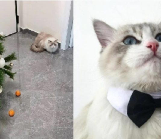 Tangerine-Terrified Cat Thwarted From Destroying Christmas Tree