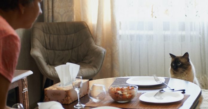 thanksgiving-cat-safe-food