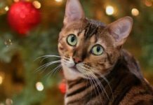 How To Keep Cats and Christmas Trees Safe From Each Other