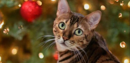 How To Keep Cats and Christmas Trees Safe From Each Other
