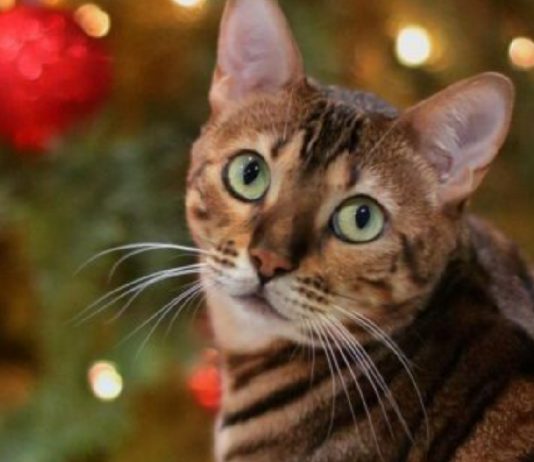 How To Keep Cats and Christmas Trees Safe From Each Other