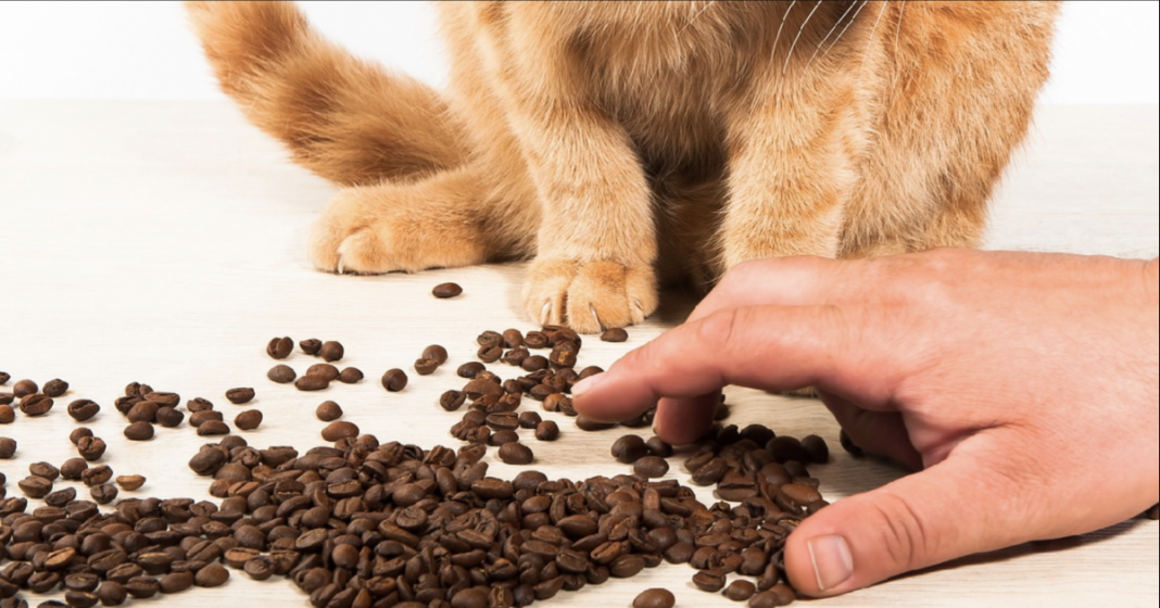 RECALL ALERT Popular Cat Food Brand Recalls Dry Cat Food Over Possible