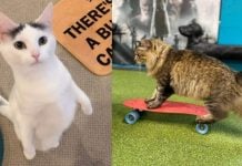 Clicker Training Cats: How To Teach Your Kitty Clicks Equal Rewards