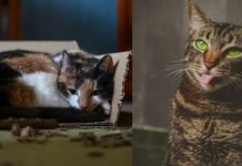 Mystery Decoded: 9 Odd Cat Behaviors Explained