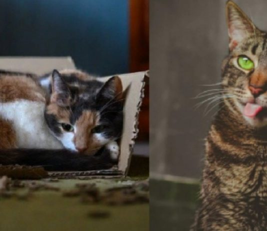 Mystery Decoded: 9 Odd Cat Behaviors Explained