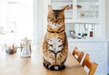 Do Cats Know Their Names Or Are They Ignoring Us On Purpose?