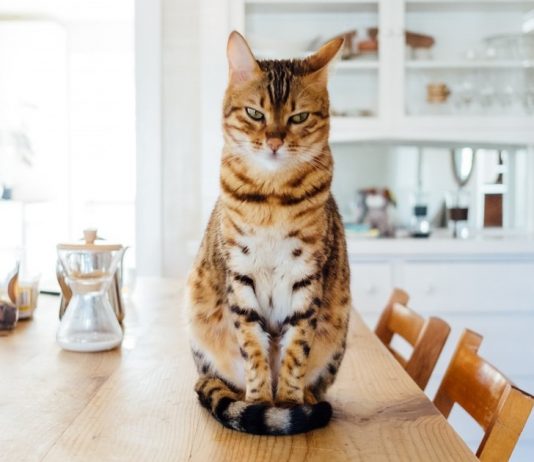 Do Cats Know Their Names Or Are They Ignoring Us On Purpose?
